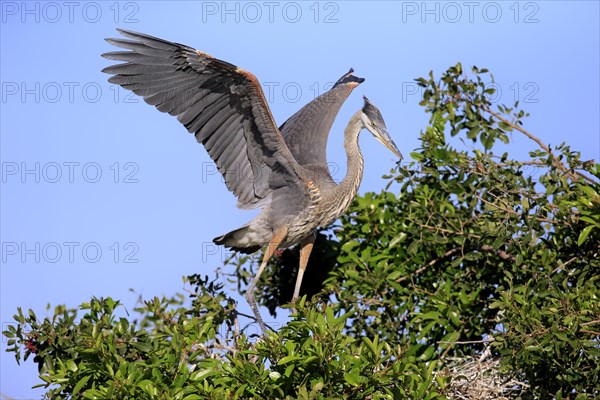 Great Blue Heron (Ardea herodias)