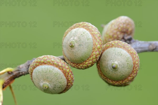 Northern Red Oak (Quercus rubra)