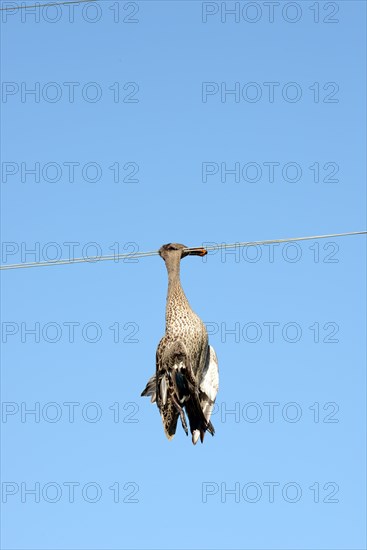 Dead duck hanging on a power line