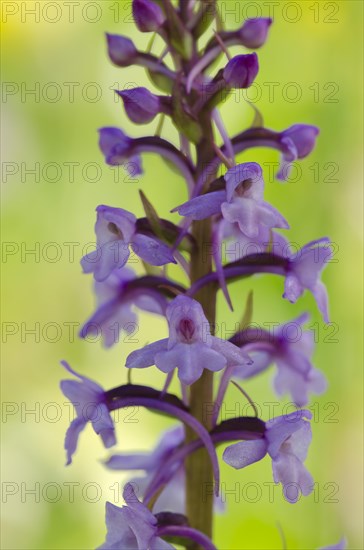 Fragrant orchid (Gymnadenia conopsea)