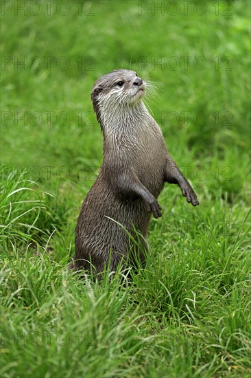 Oriental Small-clawed Otter (Amblonyx cinerea)