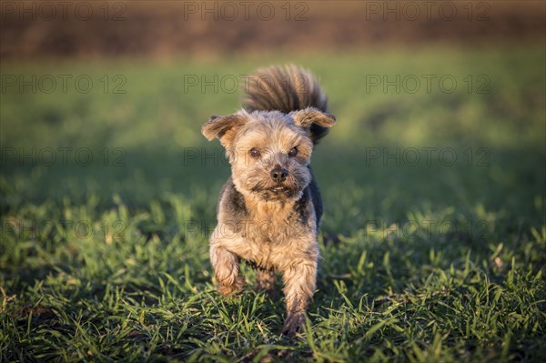 Norfolk Terrier standing on a meadow