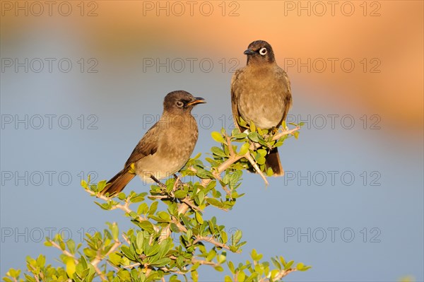 Two Cape Bulbuls (Pycnonotus capensis)