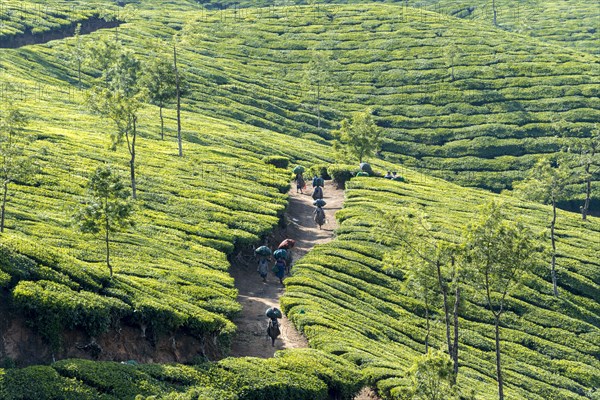 Tea pluckers walking down a path on a tea plantation