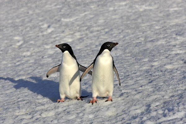 Adelie Penguins (Pygoscelis adeliae)