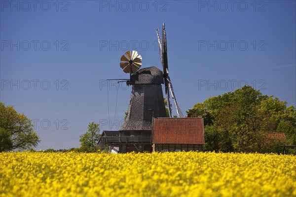 Blossoming rape field in front of windmill Messlingen