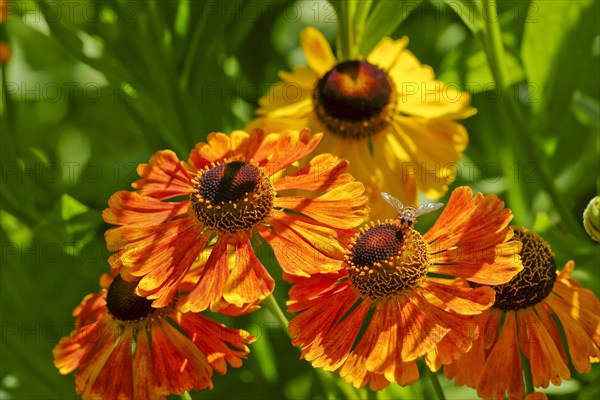 Sneezeweed variety (Helenium sp.)