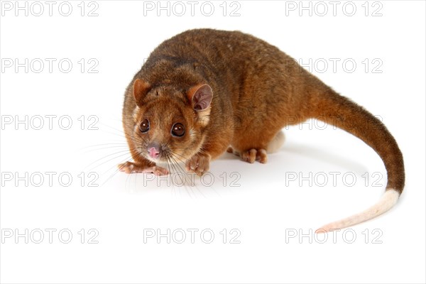 Common Ringtail Possum (Pseudocheirus peregrinus)