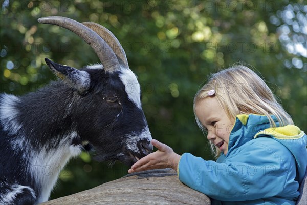 Girl feeding a goat