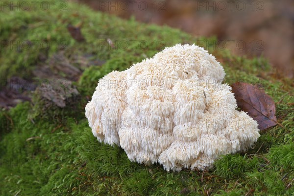 Coral Tooth (Hericium coralloides)