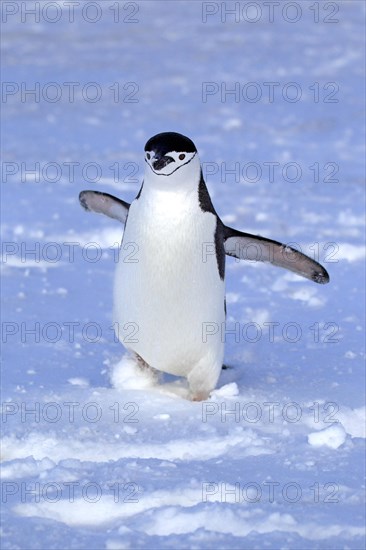 Chinstrap Penguin (Pygoscelis antarctica)