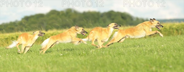 Longhaired Whippet or Silken Windsprite running