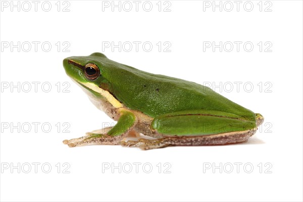 Eastern Dwarf Tree Frog (Litoria fallax)