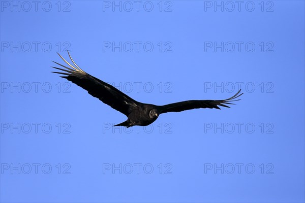 Black Vulture (Coragyps atratus)