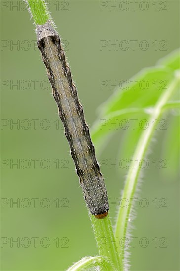 Caterpillar