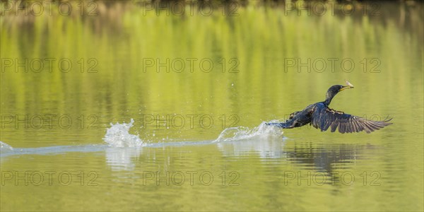 Great Cormorant (Phalacrocorax carbo) starting with fish in beak