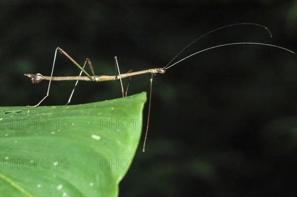 Costa Rican Stick Insect (Calynda Brocki)