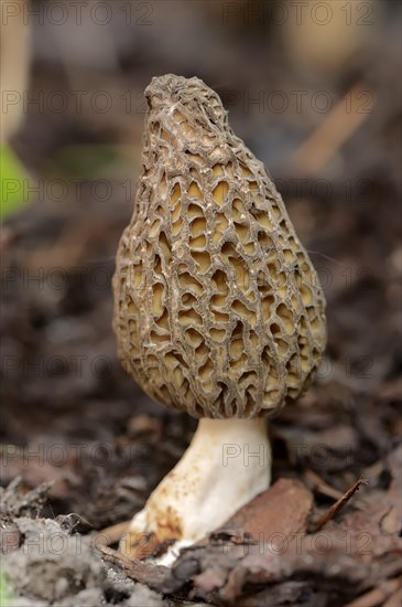 Black Morel (Morchella conica