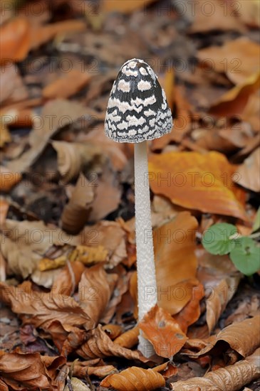 Magpie Inkcap (Coprinus picaceus)