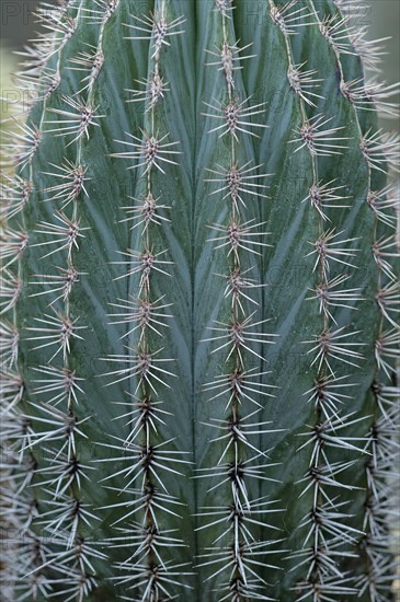 Mexican Giant Cactus or Cardon (Pachycereus pringlei)