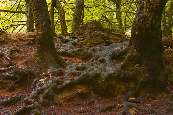Beech trees