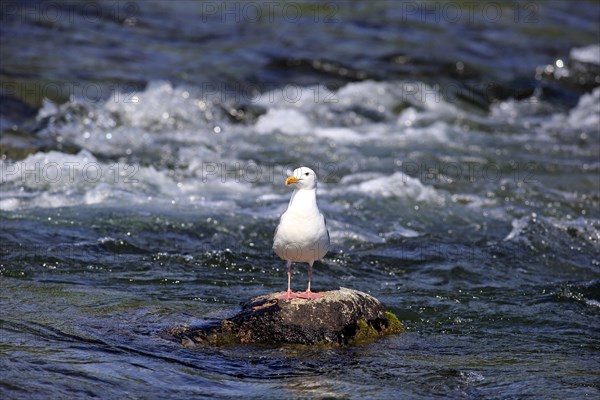 Western Gull (Larus occidentalis)