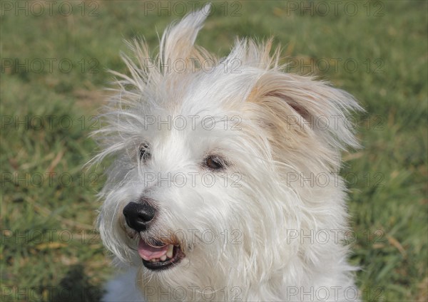 Maltese Jack Russell crossbreed dog