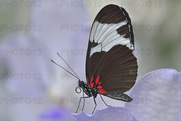 Sapho Longwing (Heliconius sapho)