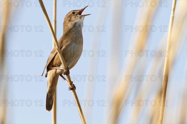 Savi's Warbler (Locustella luscinioides)