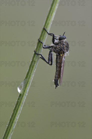Robber Fly (Neomochtherus geniculatus)