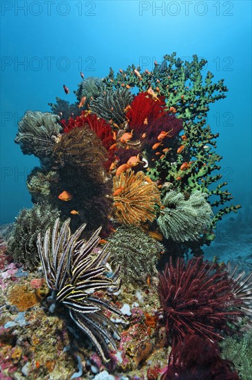 Coral block with lots of Feather Stars (Crinoidea)