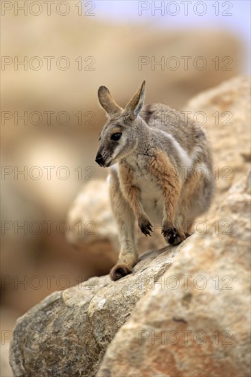 Yellow-footed Rock Wallaby (Petrogale xanthopus)