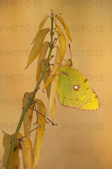 Dark Clouded Yellow (Colias croceus)