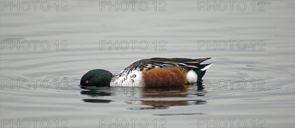 Northern Shoveller (Anas clypeata)