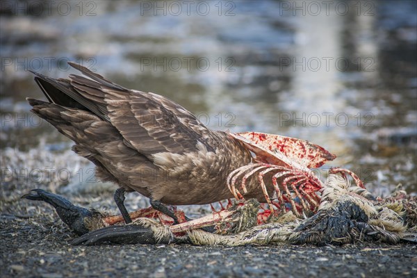 South Polar Skua (Stercorarius maccormicki) feeding on the carcass of a King Penguin (Aptenodytes patagonicus)