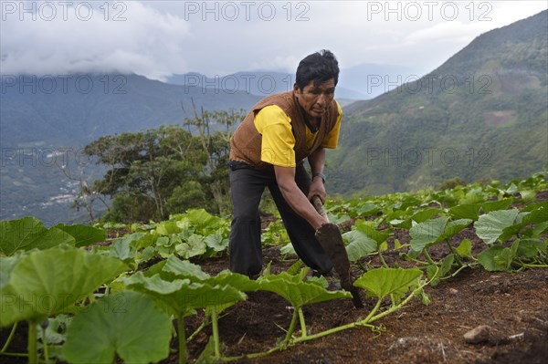 Farmer working with a hoe on a pumpkin field