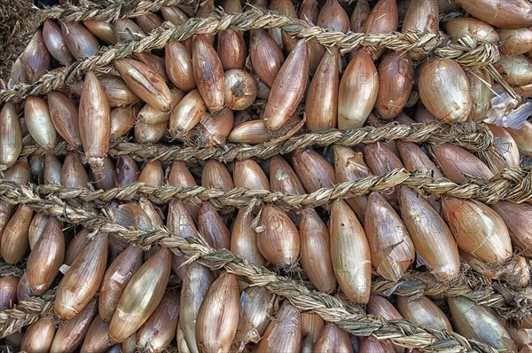 Braids of onions