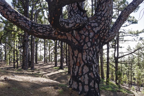 Old Canary Island Pine (Pinus canariensis) with fire damage