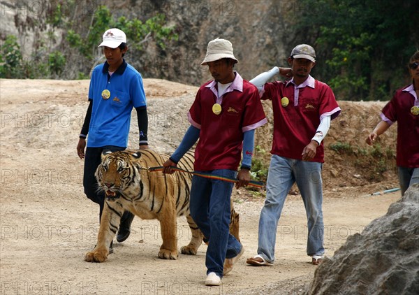 Tiger Temple or Wat Pa Luangta Bua