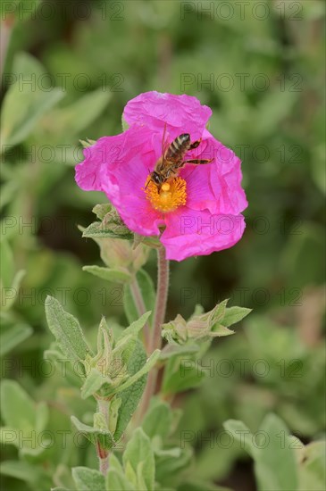 White-leaved Rock Rose (Cistus albidus)