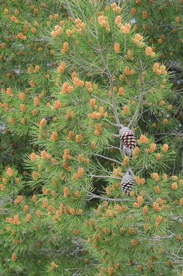 European Black Pine (Pinus nigra)