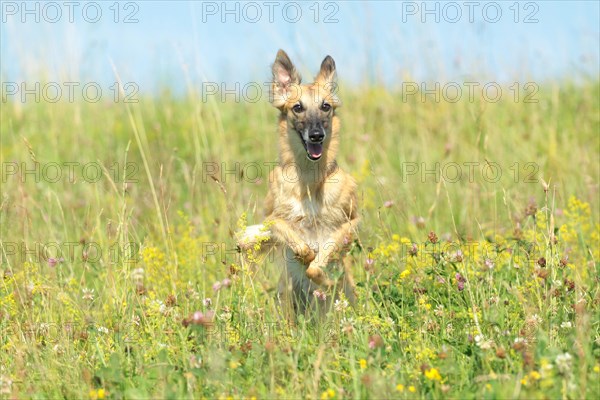 Longhaired Whippet running over flower meadow