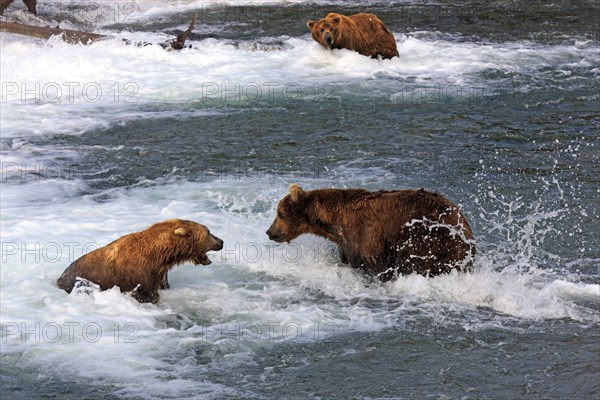 Grizzly Bear (Ursus arctos horribilis)