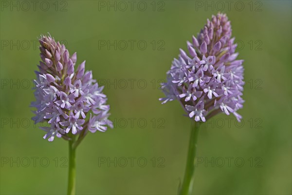 Naked Man Orchid or Italian Orchid (Orchis italica)