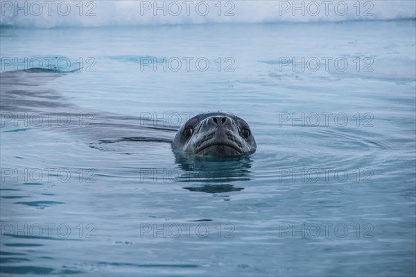 Leopard Seal (Hydrurga leptonyx)