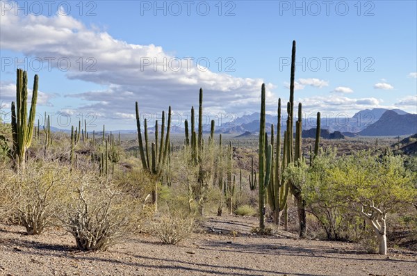 Cardon cactus (Pachycereus pringlei) and Elephant Tree (Bursera microphylla) front right