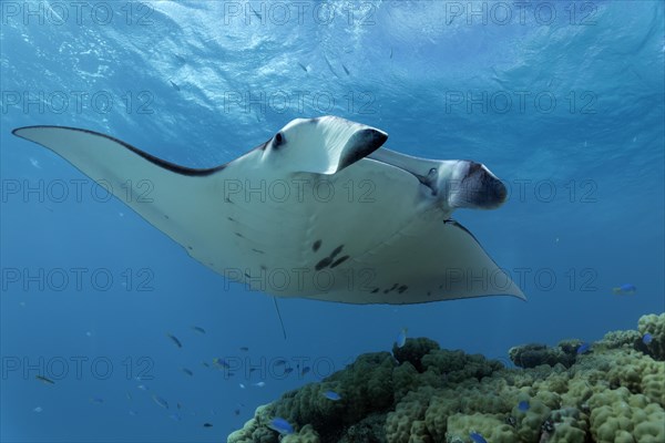 Reef Manta Ray (Manta alfredi) at coral block with cleaner fish station