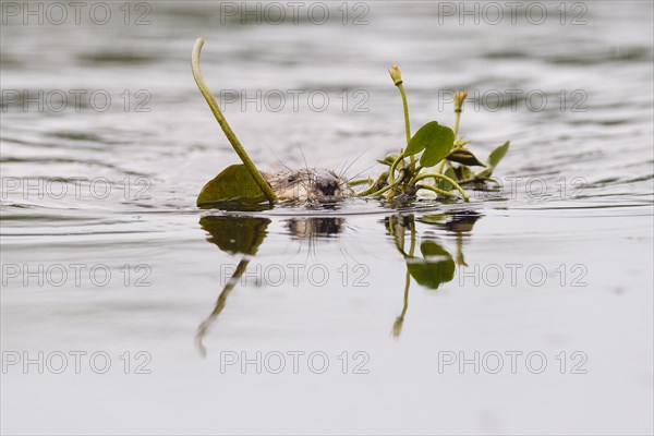 Muskrat (Ondatra zibethicus) floats in water with plants in mouth for construction