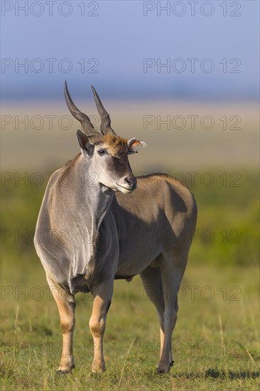 Common eland (Taurotragus oryx) in savanna