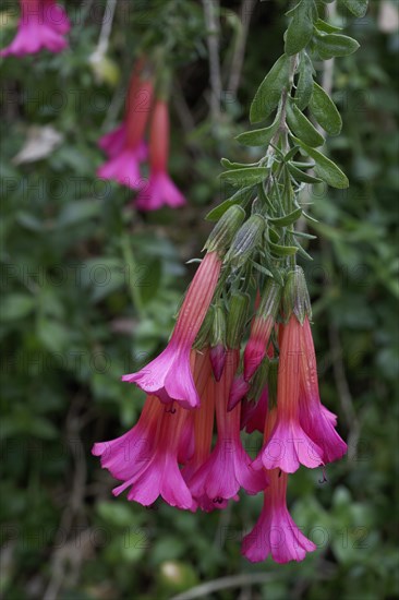 Cantuta (Cantua buxifolia)